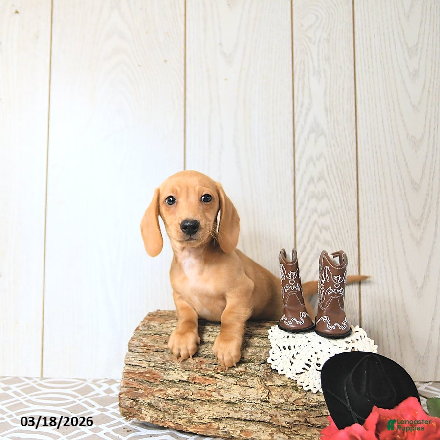 Miniature Dachshund dogs Oscar - Ad 1
