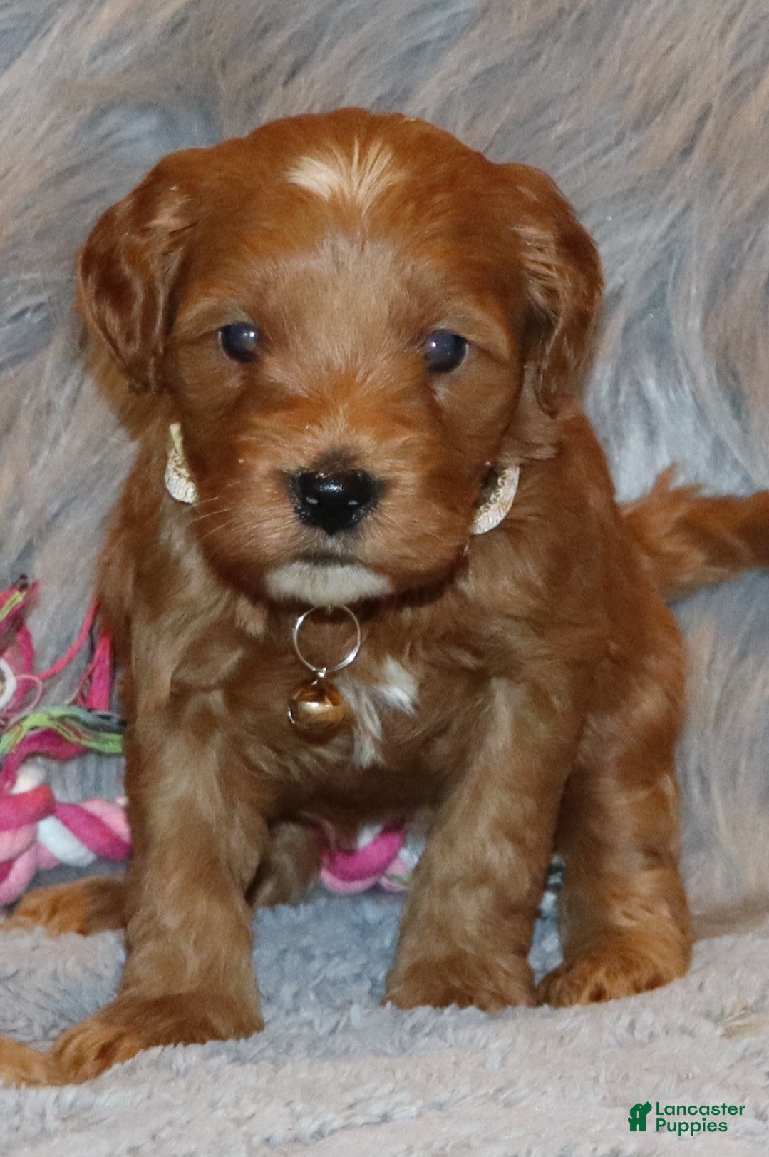 Mini Goldendoodle dogs Whitney 🌷 Basic Training Started - Ad 1
