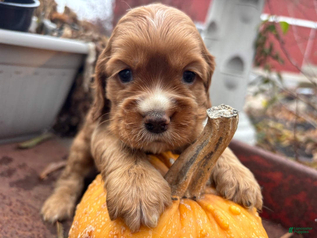 Cocker Spaniel dogs for sale: Dusty - Ad 4