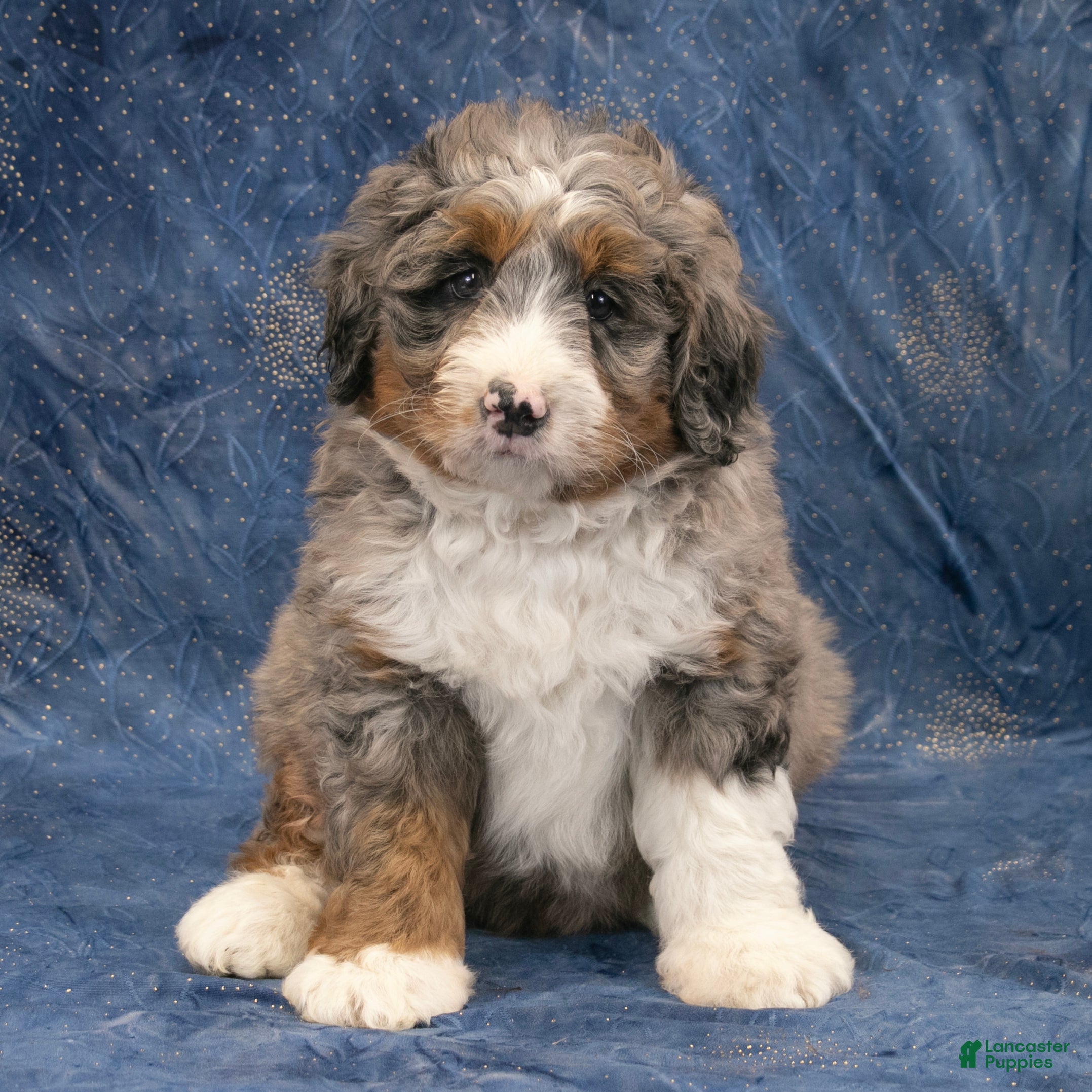Mini Bernedoodle dogs Ollie - Ad 1