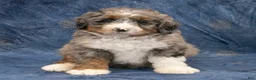 Mini Bernedoodle dogs for sale: Ollie - Ad 1