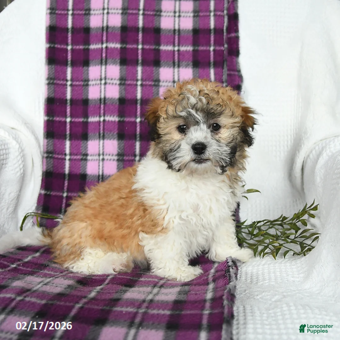 Teddy Bear dogs for sale: Murphy - Ad 3