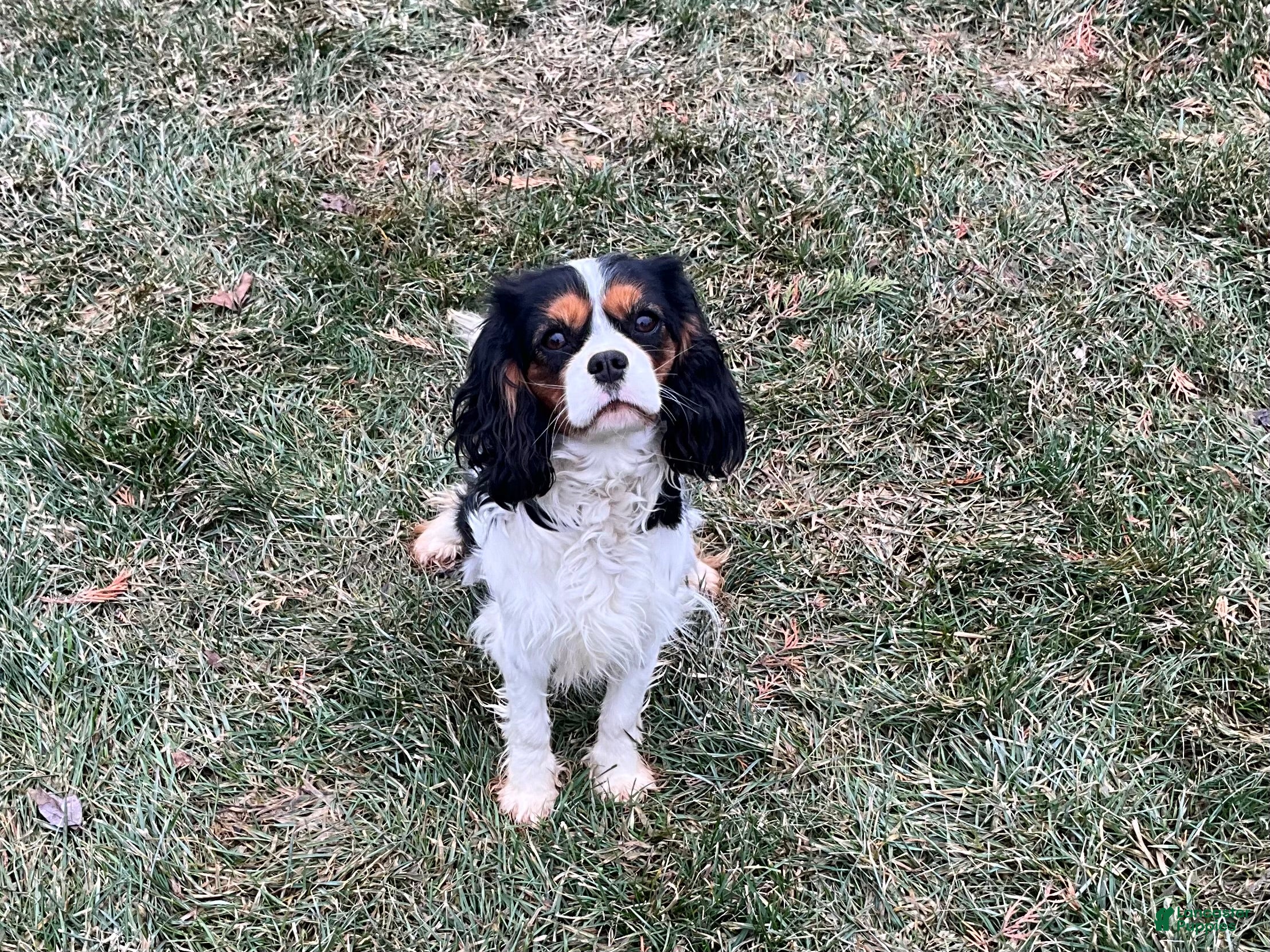 Skye