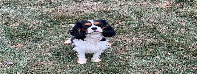 Skye
