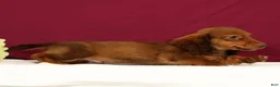 Miniature Dachshund dogs for sale: Nemehiah - Ad 3