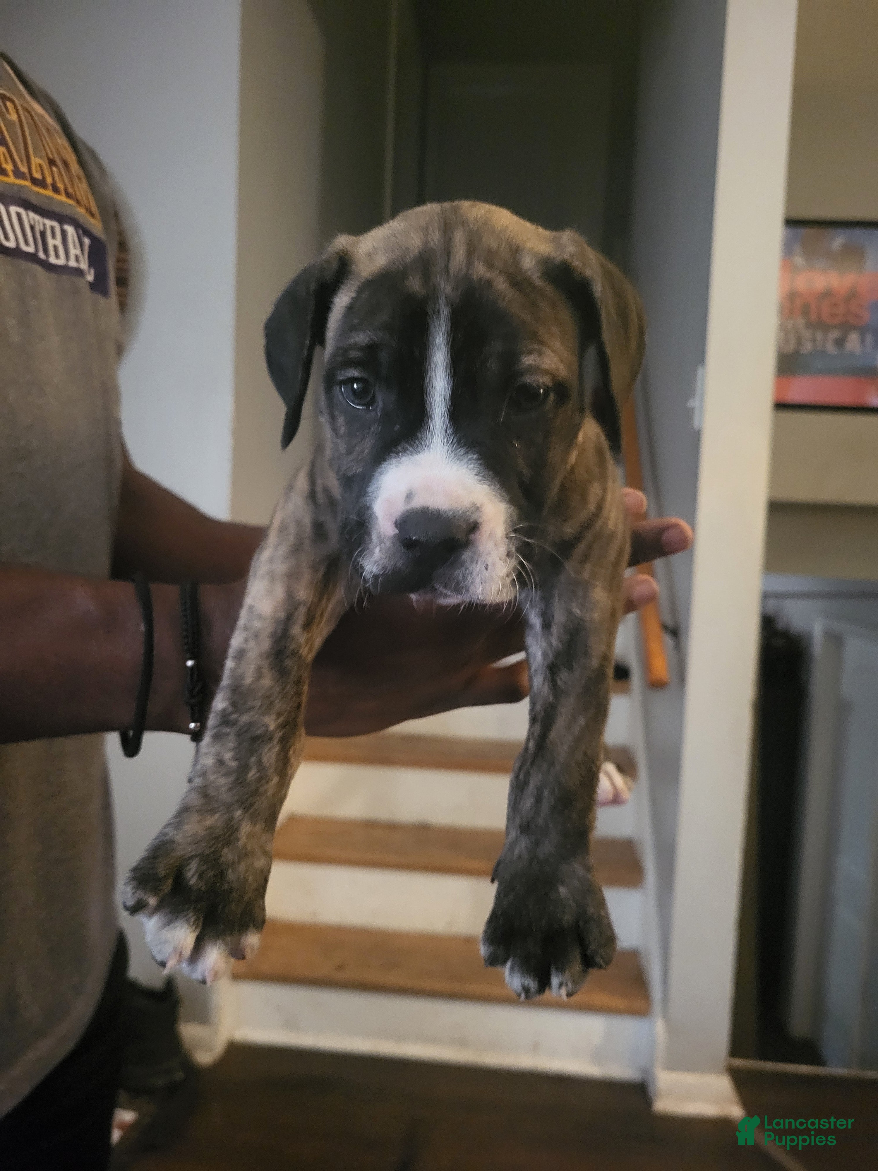 Mixed Breed dogs Mixed Breed 2 - Ad 1