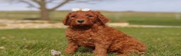 Goldendoodle dogs for sale: Peppermint - Ad 2