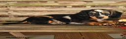 Dachshund dogs for sale: Britney - Ad 3