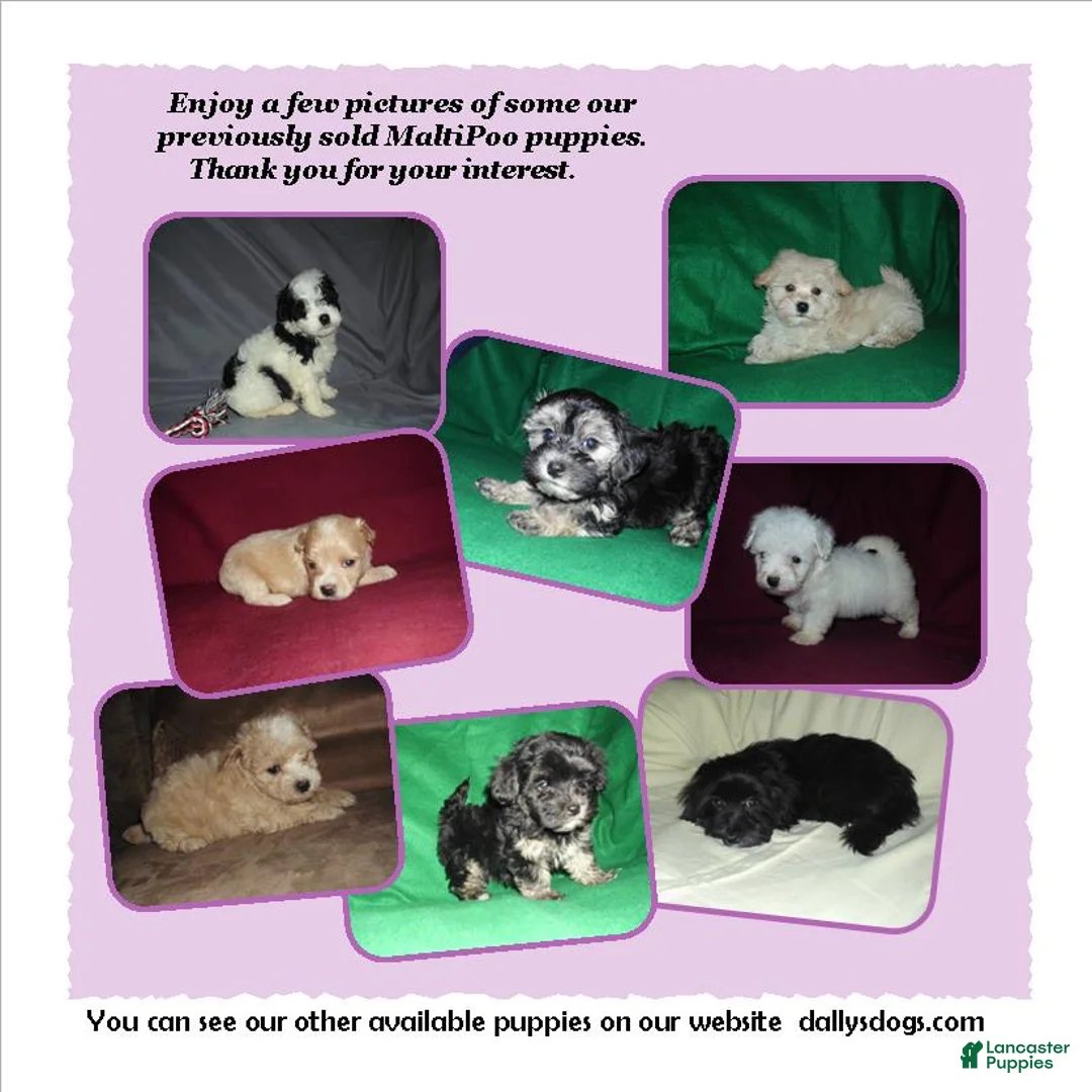 Maltipoo dogs for sale: Rowdy---  MaltiPoo male, in home raised, non-shedding - Ad 8