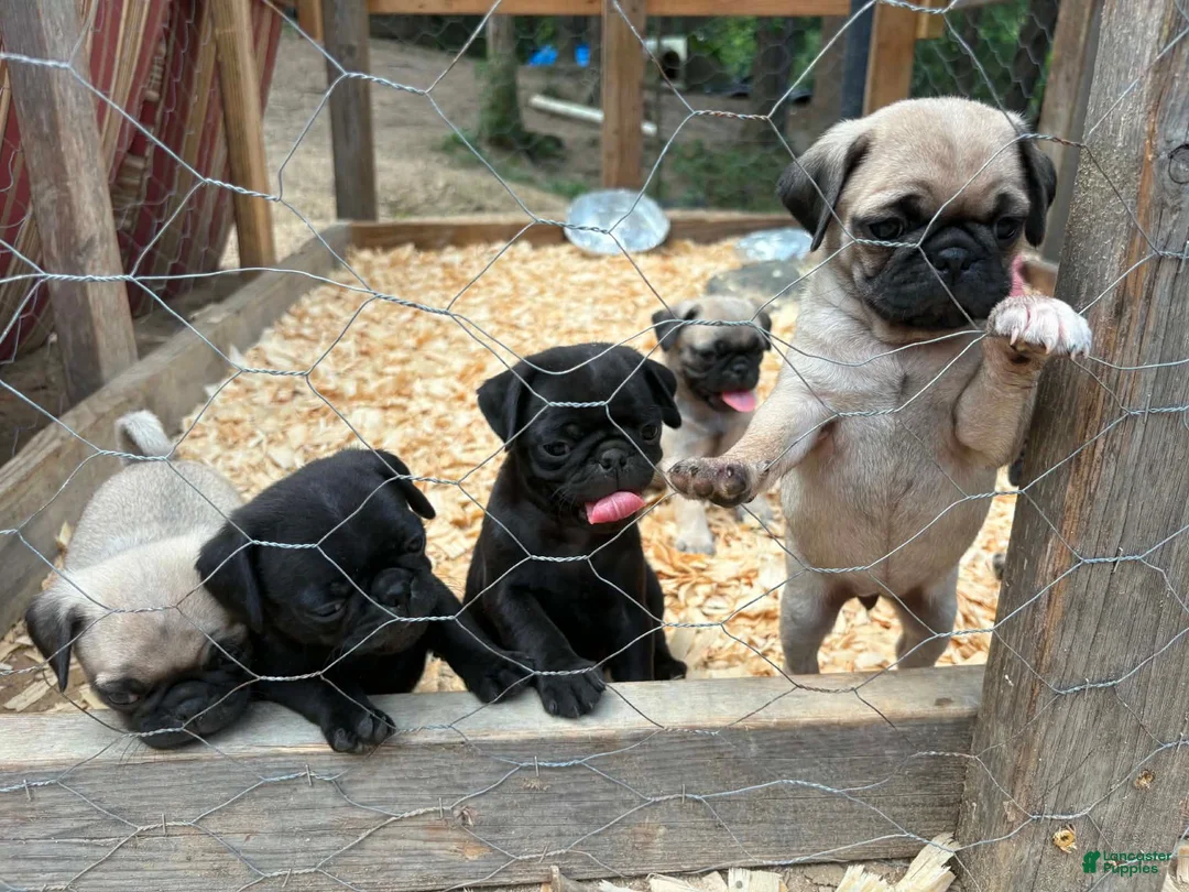 Pug dogs for sale: Mimosa - Ad 2