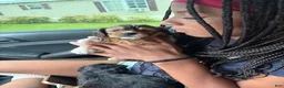 Yorkiepoo dogs for sale: Yorkiepoo 4 - Ad 1