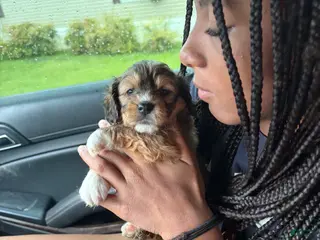 Yorkiepoo dogs Yorkiepoo 4 - Ad 11