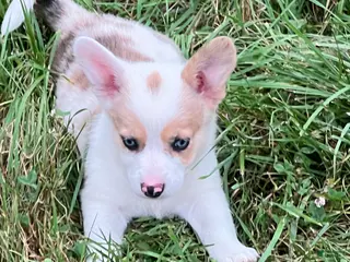 Mixed Breed dogs Lady - Ad 41