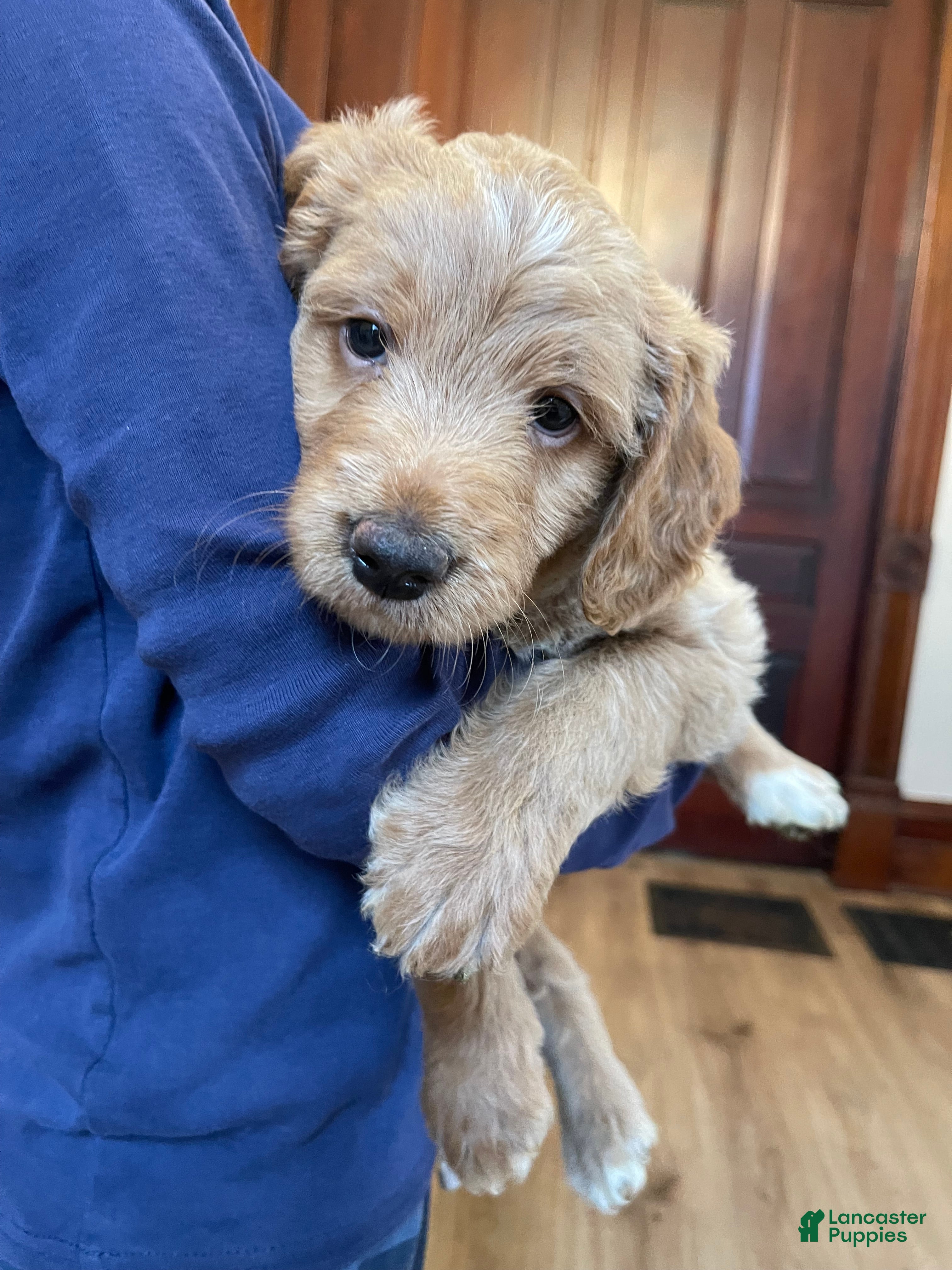 Mini Goldendoodle dogs Olaf - Ad 17