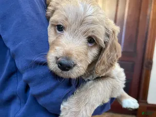 Mini Goldendoodle dogs Olaf - Ad 17