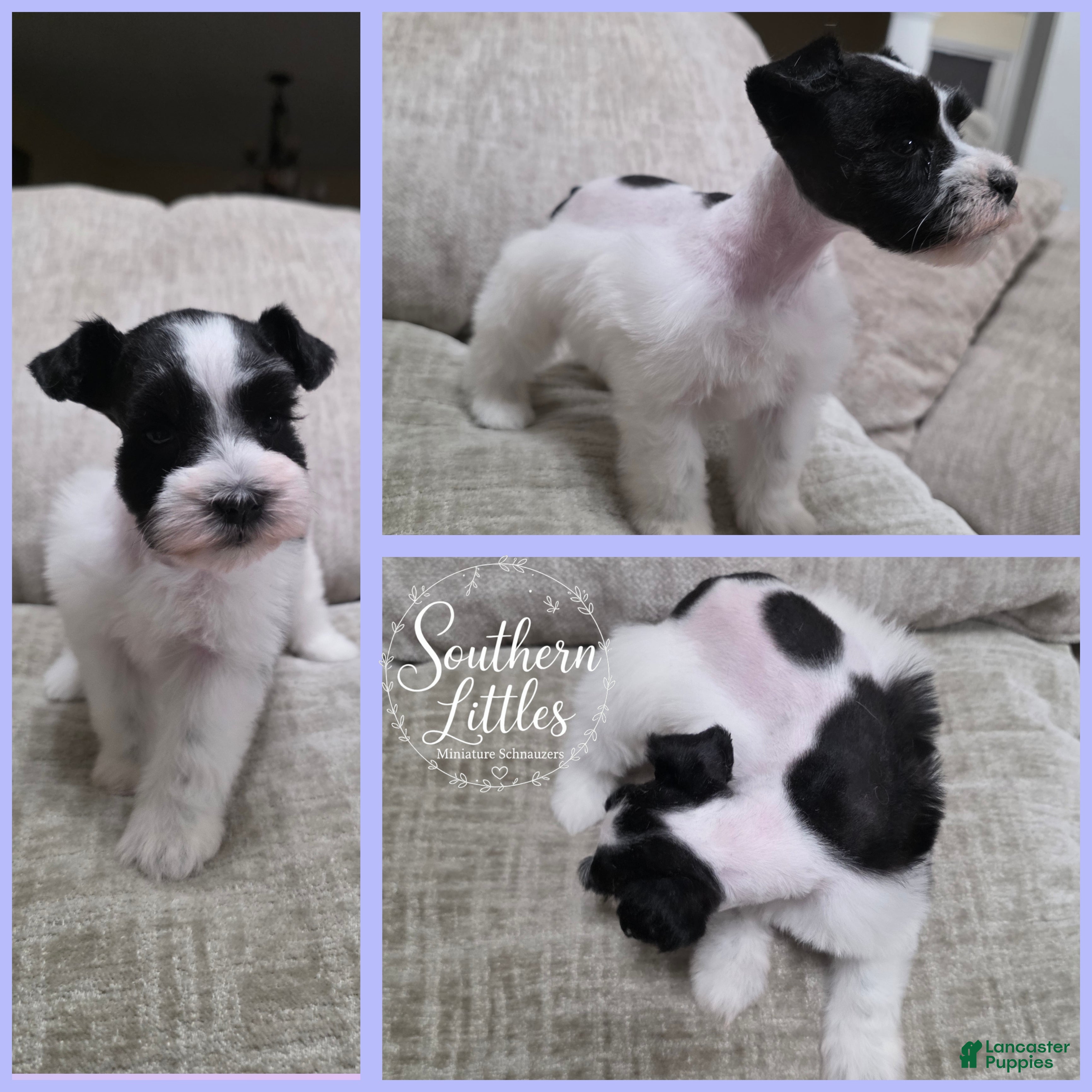 Miniature Schnauzer dogs Jasmine - Ad 1