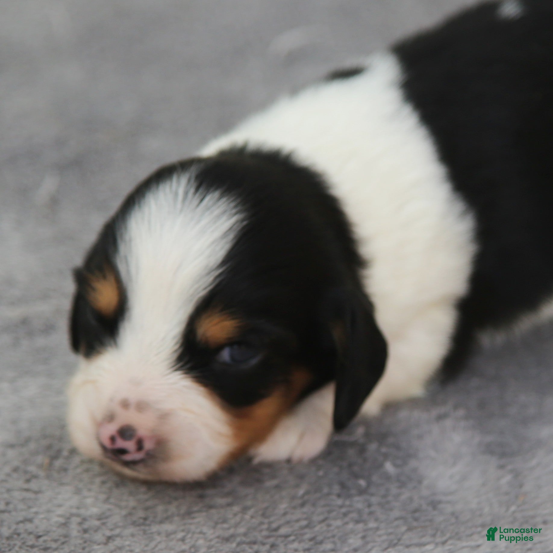 Dachshund dogs Black and Tan Piebald Male  - Ad 1