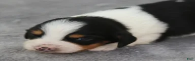 Black and Tan Piebald Male 