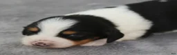 Dachshund dogs for sale: Black and Tan Piebald Male  - Ad 1