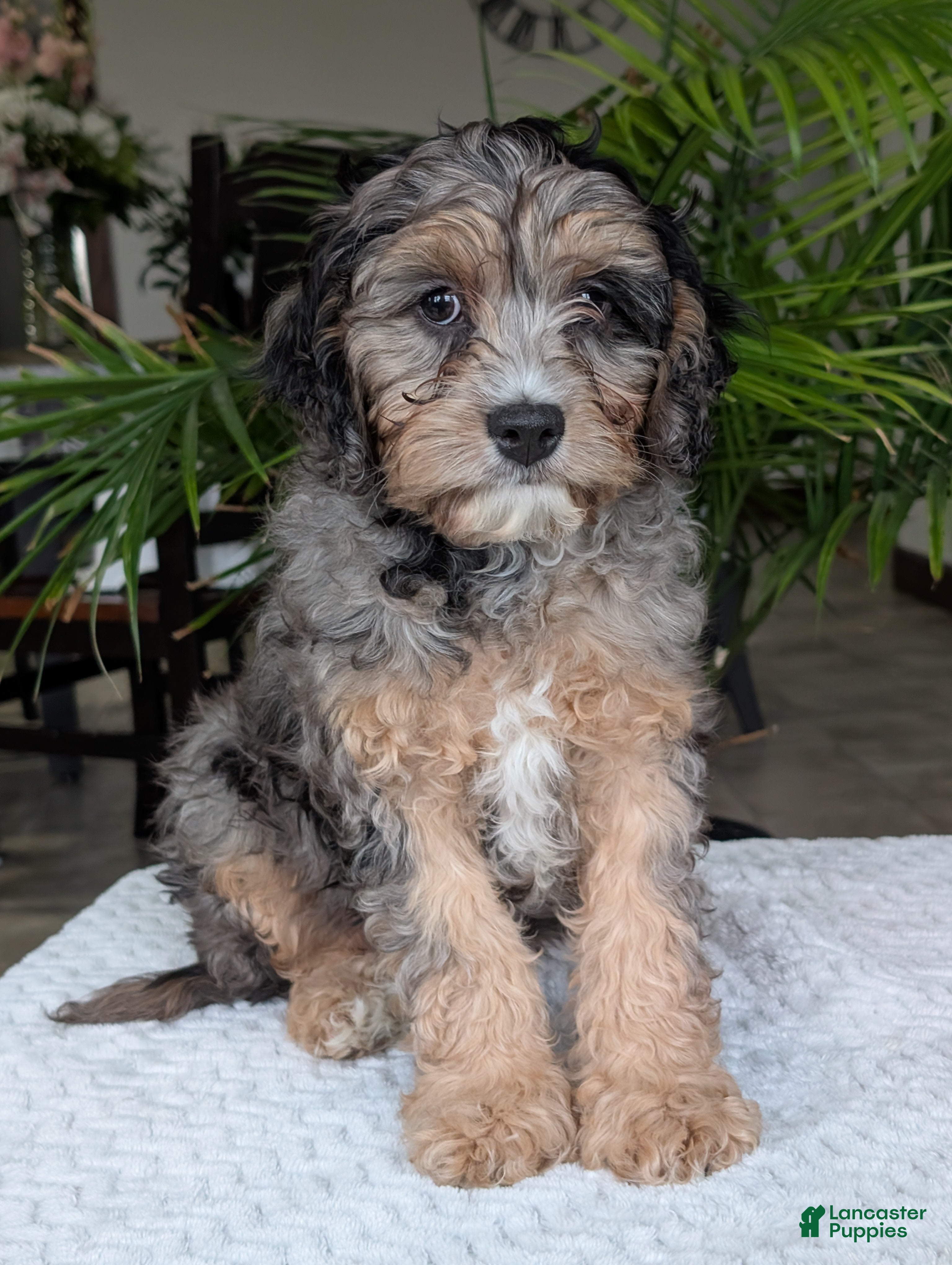 Cavapoo dogs Zeke - Ad 2