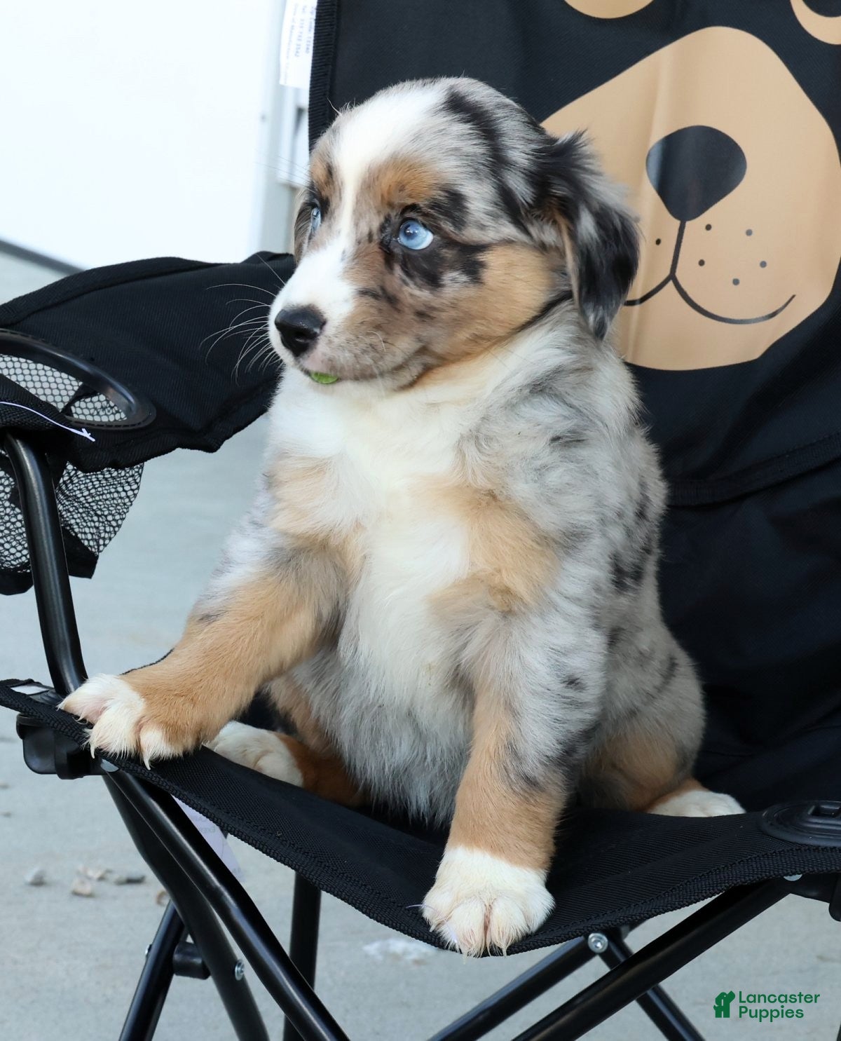 Miniature Australian Shepherd dogs for sale: Tracy - Ad 8