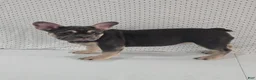 French Bulldog dogs for sale: Callie - Ad 3