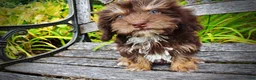Havapoo dogs for sale: Frisky - Ad 10