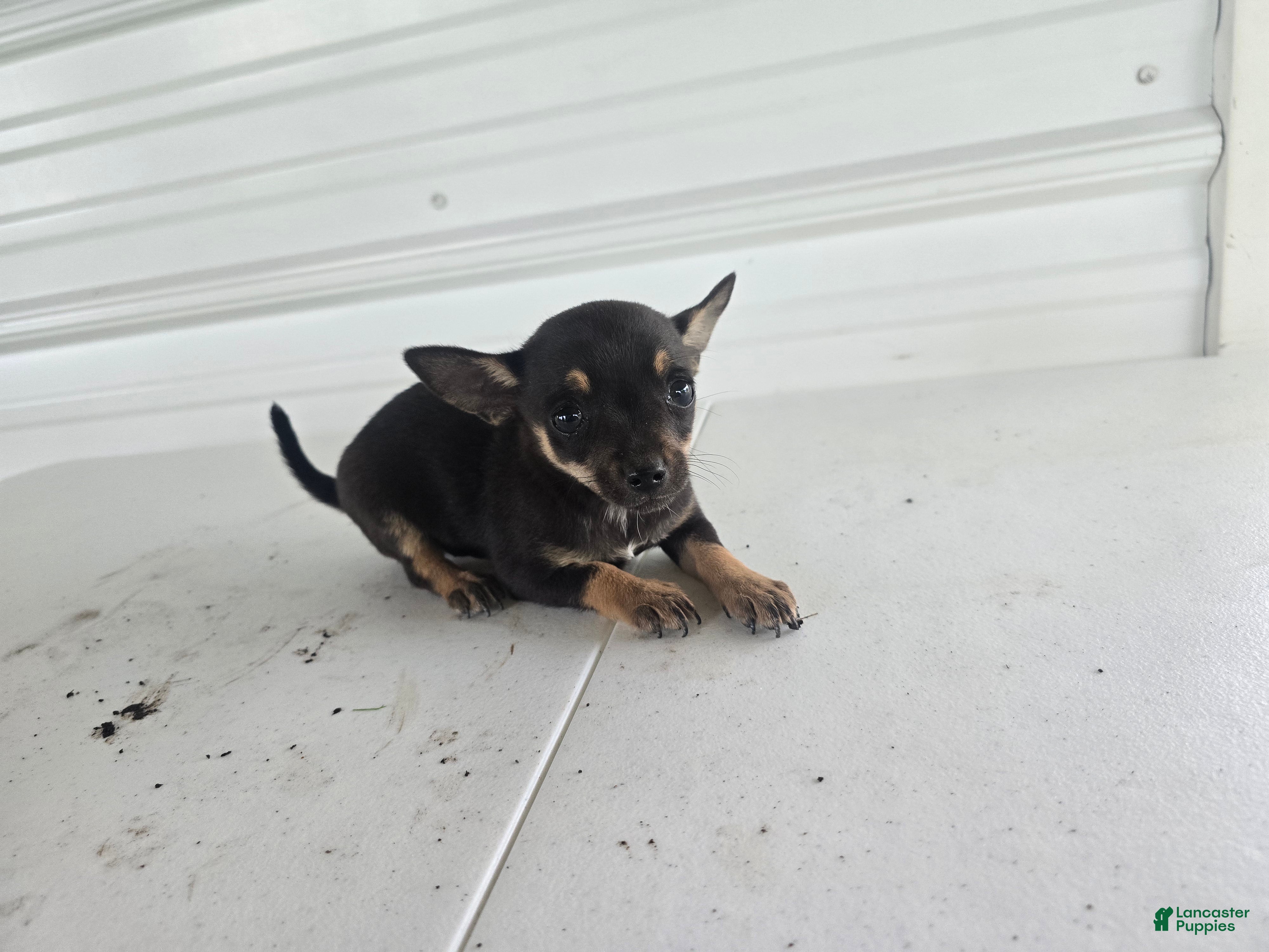Chihuahua dogs Maverick  - Ad 2