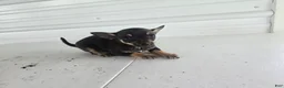 Chihuahua dogs for sale: Maverick  - Ad 2