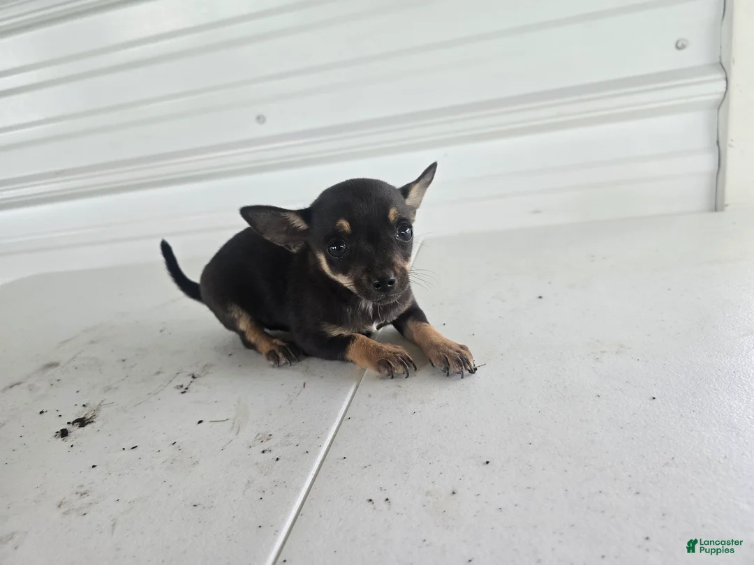 Chihuahua dogs for sale: Maverick  - Ad 2