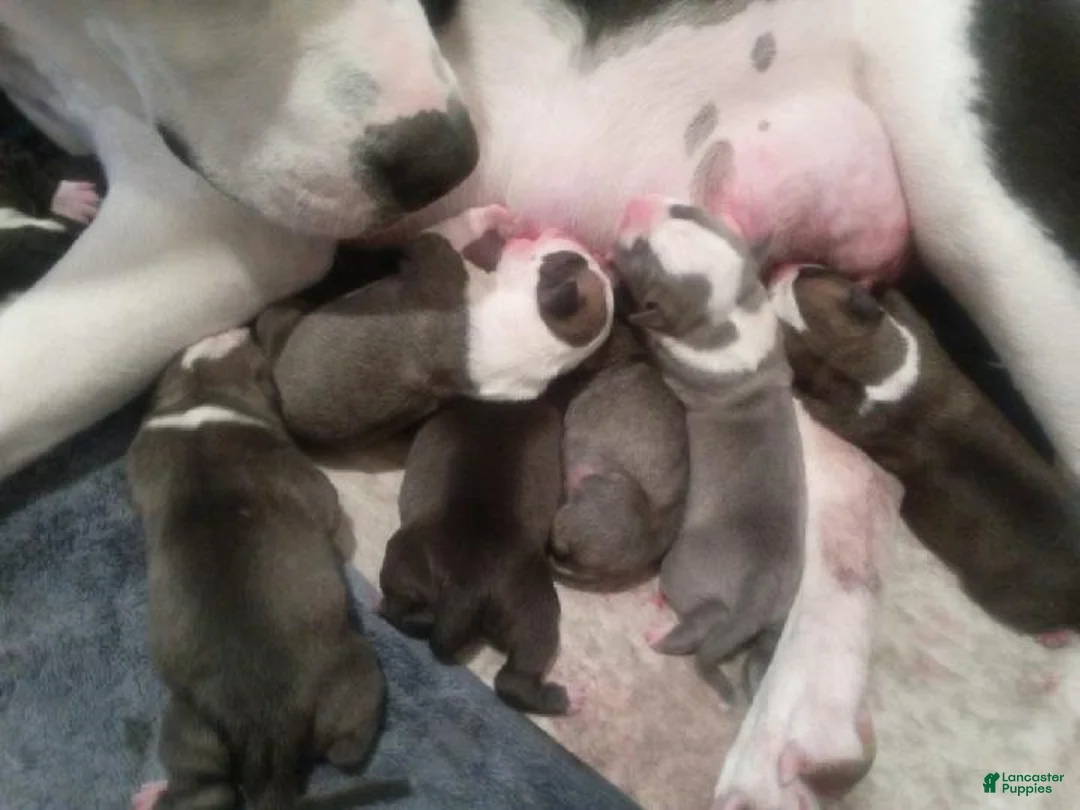 American Pit Bull Terrier dogs for sale: American Pit Bull Terrier Puppy 10 - Ad 1