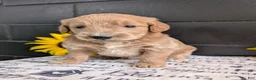Goldendoodle dogs for sale: Libby  - Ad 5