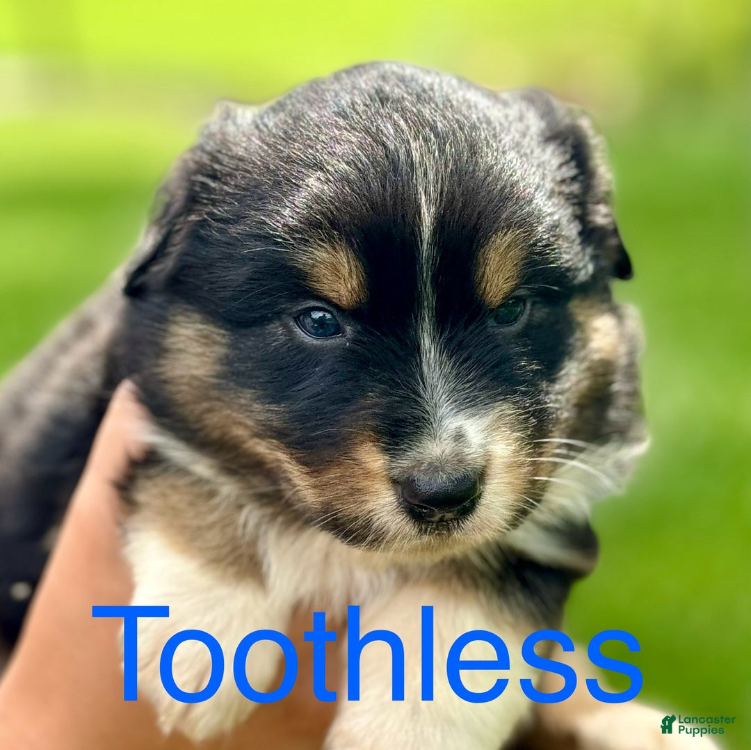 Australian Shepherd dogs for sale: Toothless - Ad 8