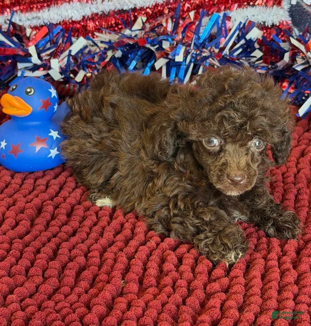 Toy Poodle dogs for sale: Cocoa - Ad 1