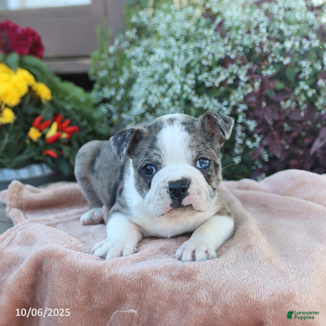 Boston Terrier dogs for sale: Max - Ad 2