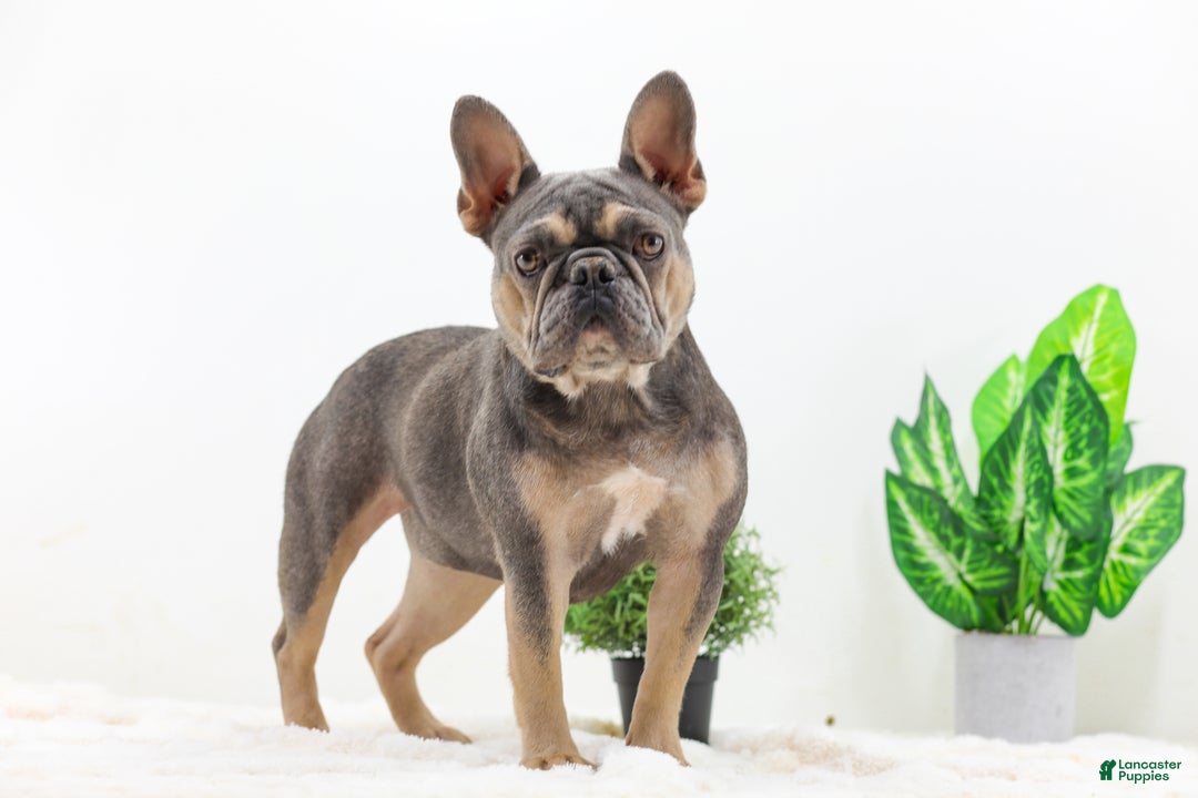French Bulldog dogs for sale: Esther - Ad 10