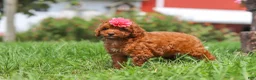 Miniature Poodle dogs for sale: Clover - Ad 2