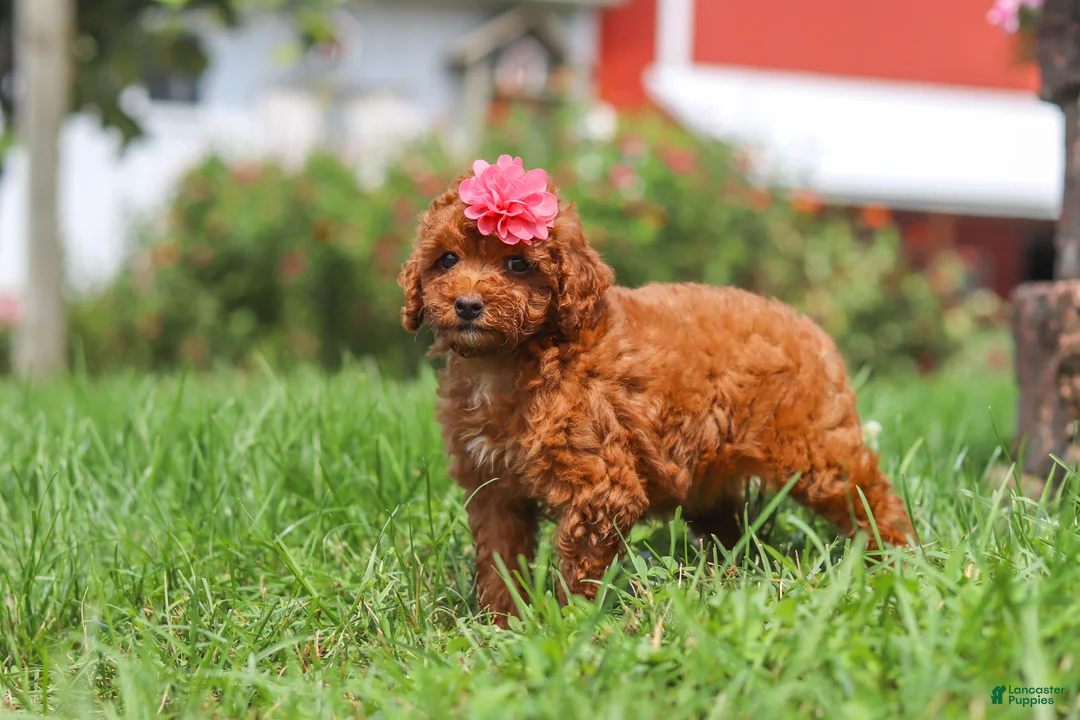 Miniature Poodle dogs for sale: Clover - Ad 2
