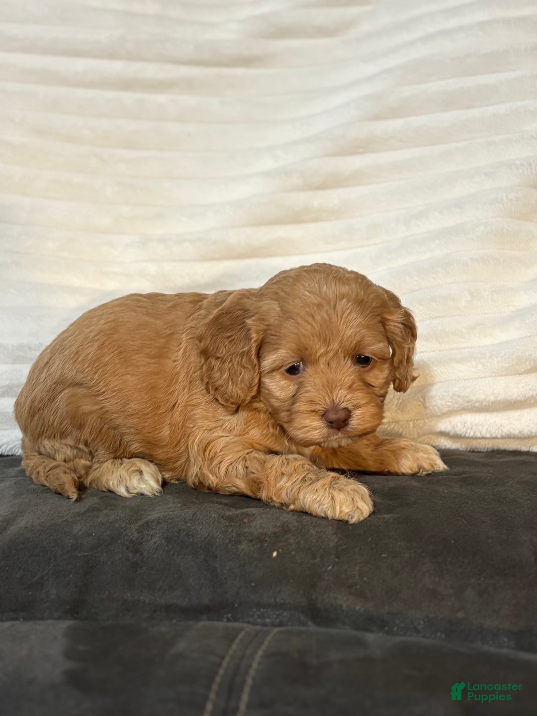 Cockapoo dogs for sale: Ellie - Ad 2