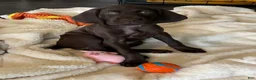 German Shorthaired Pointer dogs for sale: Faith - Ad 4