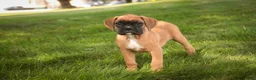 Boxer dogs for sale: RIley - Ad 3