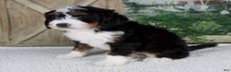 Mini Bernedoodle dogs for sale: Timmy - Ad 3