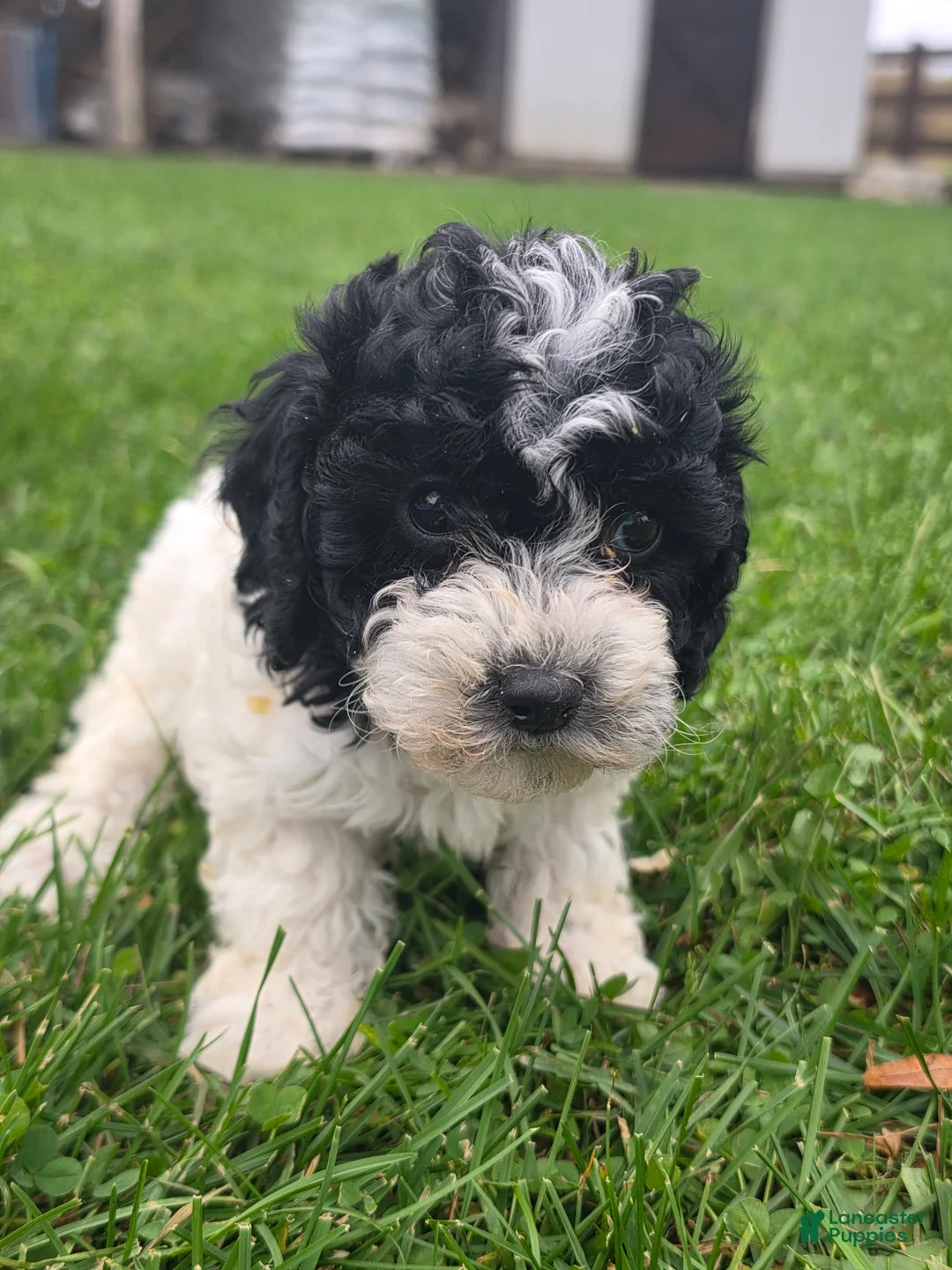 Cockapoo dogs for sale: Cockapoo Female 1 - Ad 2