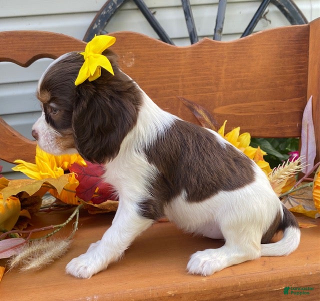Cavalier King Charles Spaniel dogs Heidi- chocolate tri - Ad 2