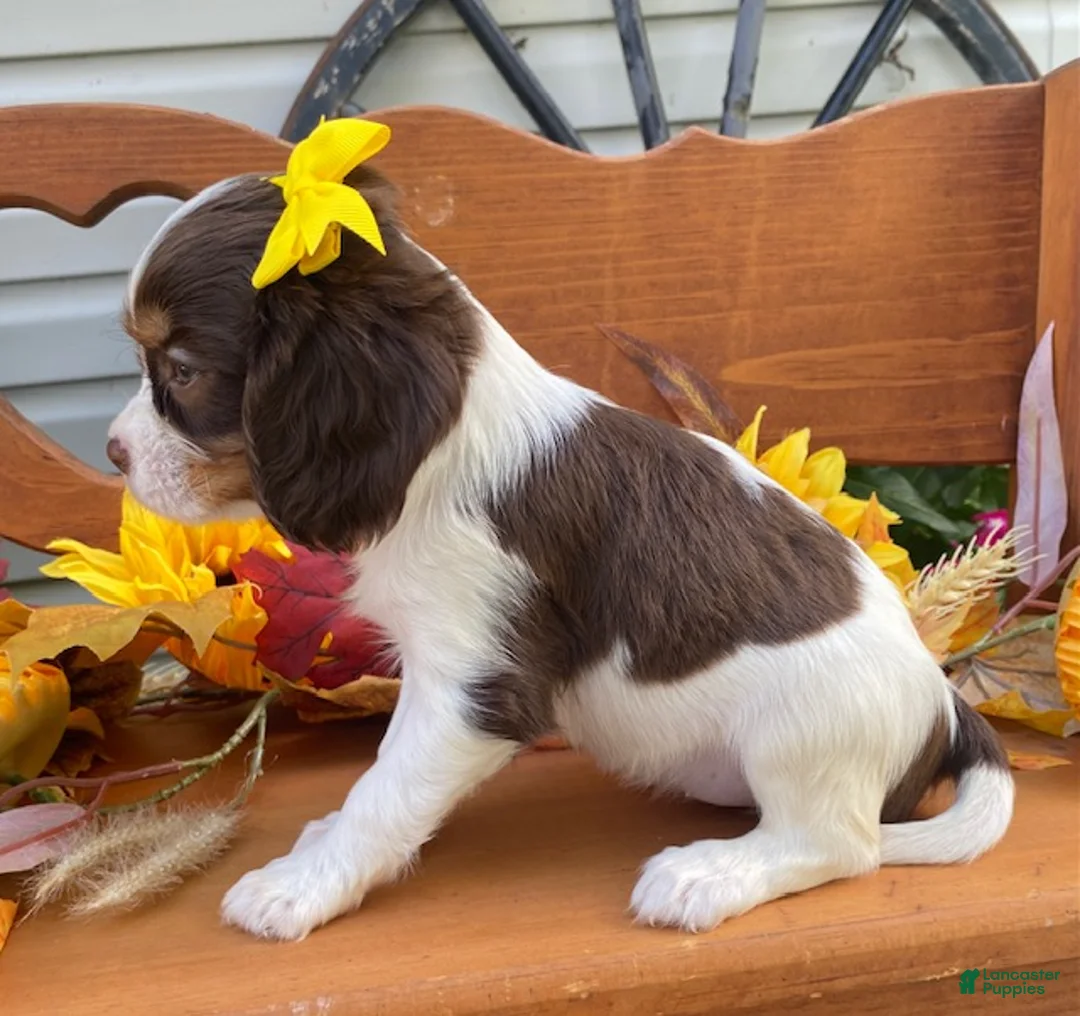 Cavalier King Charles Spaniel dogs for sale: Heidi- chocolate tri - Ad 2