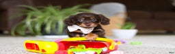 Miniature Dachshund dogs for sale: Zoey - Ad 12