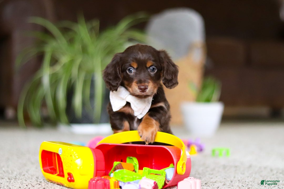 Miniature Dachshund dogs for sale: Zoey - Ad 12