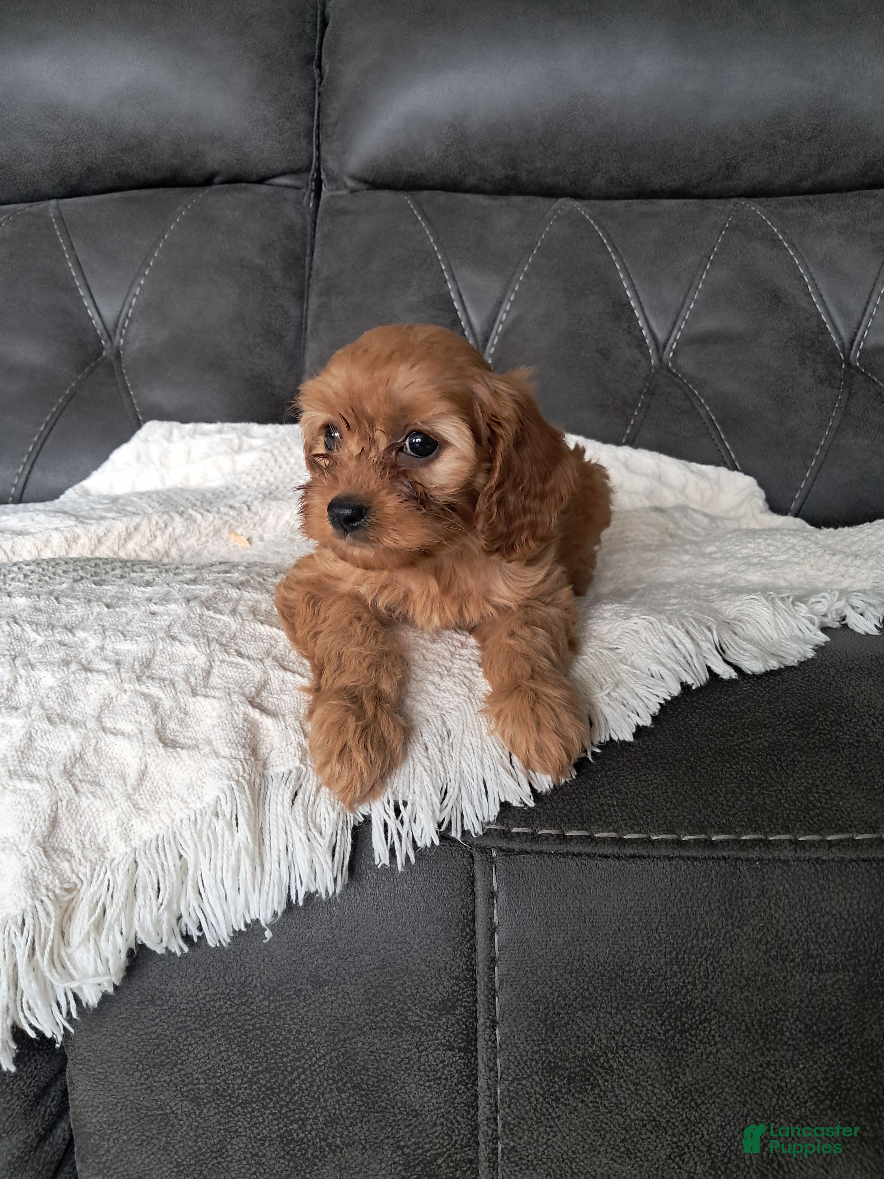 Cavapoo dogs Lala  - Ad 1