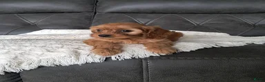 Lala 