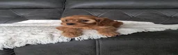 Cavapoo dogs for sale: Lala  - Ad 1